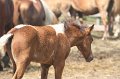 ponypenning_072611_007