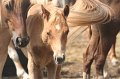 ponypenning_072611_008