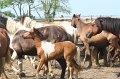 ponypenning_072611_009