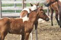ponypenning_072611_010