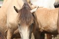 ponypenning_072611_011