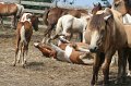 ponypenning_072611_012