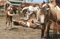 ponypenning_072611_013