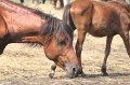 ponypenning_072611_014