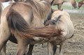 ponypenning_072611_015