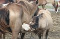 ponypenning_072611_016