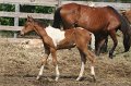 ponypenning_072611_017