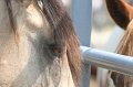 ponypenning_072611_018