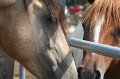 ponypenning_072611_019