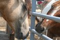 ponypenning_072611_020