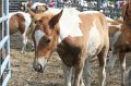 ponypenning_072611_021
