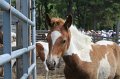 ponypenning_072611_022