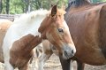 ponypenning_072611_023