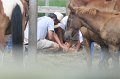 ponypenning_072611_036