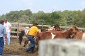 ponypenning_072611_037