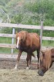 ponypenning_072611_038
