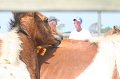 ponypenning_072611_041