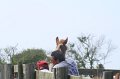 ponypenning_072611_043