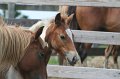 ponypenning_072611_045