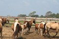 ponypenning_072611_050