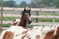ponypenning_072611_051