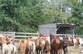 ponypenning_072611_057