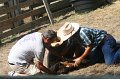 ponypenning_072611_068
