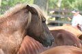 ponypenning_072611_077