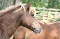 ponypenning_072611_078