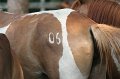 ponypenning_072611_080