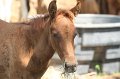 ponypenning_072611_081