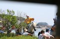 ponypenning_072711_0086