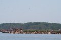 ponypenning_072711_0126
