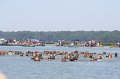 ponypenning_072711_0143