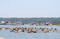 ponypenning_072711_0144