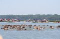 ponypenning_072711_0145