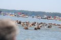 ponypenning_072711_0149