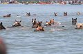 ponypenning_072711_0158