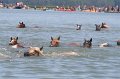 ponypenning_072711_0160