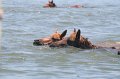 ponypenning_072711_0164