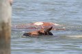 ponypenning_072711_0165
