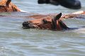 ponypenning_072711_0166