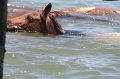 ponypenning_072711_0167