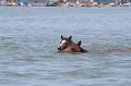 ponypenning_072711_0168