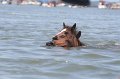 ponypenning_072711_0171