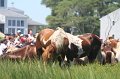 ponypenning_072711_0192