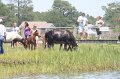 ponypenning_072711_0200