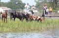 ponypenning_072711_0204