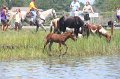 ponypenning_072711_0206