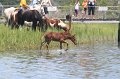 ponypenning_072711_0207